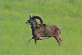 <p>MUFLON (Ovis musimon) Šluknovsko - Valdek /Mouflon - Mufflon/</p>